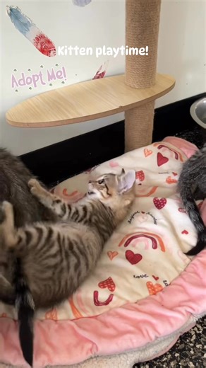 Carroll County Humane Society on Reels