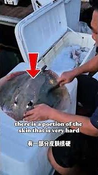 How to catch and clean a stingray #bottomfishing #fishingcharter #stingray