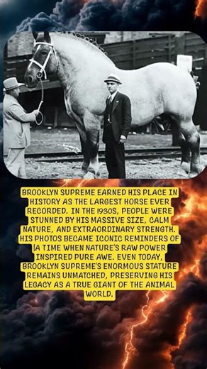 Brooklyn SupremeThe Biggest Horse Ever! #history