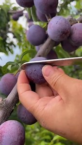 Wow 🥰🥰🥰 | Survival Amazing