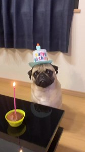 7.8K views · 1.6K reactions | wish me happy birthday | Pug puppy lovers | Facebook
