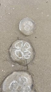 Swimming with the Enemy! #nature #naturephotography #beach #danger #jellyfish #sand | Gigmaster