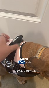 3 comments | Benny’s new Joyride Harness! Happy tail wags approved ❤️​​​​​​​​​⠀⠀⠀⠀⠀⠀⠀⠀⠀  Got a new Joyride Harness? Share your story with us! Then get featured! by tagging @joyrideharness! ⠀⠀⠀⠀⠀⠀⠀⠀⠀ Make Every Walk A Joyride ⤵️ JoyrideHarness.com ⠀⠀⠀⠀⠀⠀⠀⠀⠀  TikTok Video | jesi.renyo | Joyride Harness | Facebook