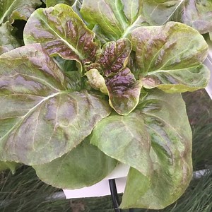 Vertical Farming Hydroponics Planting System Grow Nft Greenhouses Systems for Sale