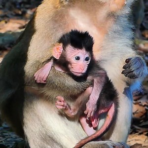 53 reactions | Ginger holds her monkey baby boy Gabe in hands, she doesn't set up a training plan for him yet. By the way: I love his head fur style *Original footage of this page* | Lovely Monkey | Facebook