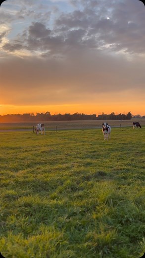 Classification results! | Reyncrest Farm