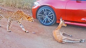 This past weekend, a cheetah chased an unlucky impala into one of the cars at the sighting. Then, afterwards, she fed it to her cubs. | Latest Sightings - Kruger
