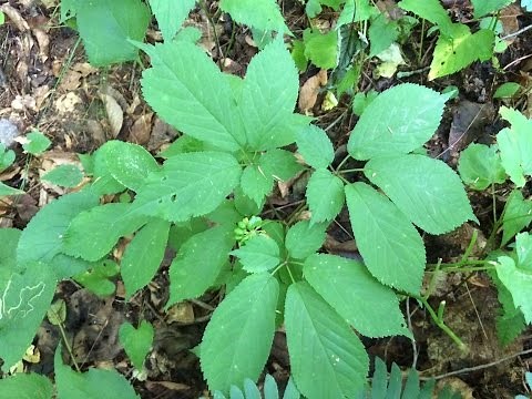 American Ginseng growing video : Wild Simulated method