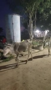 Muthyalmodagu - Pearl Valley in the modern IT fitting Dictum...is and...