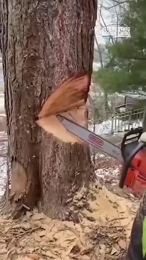 By cutting specific spots in the tree trunk, this guy perfectly controls the direction the tree is going to fall toward. #engineering | Interesting Engineering
