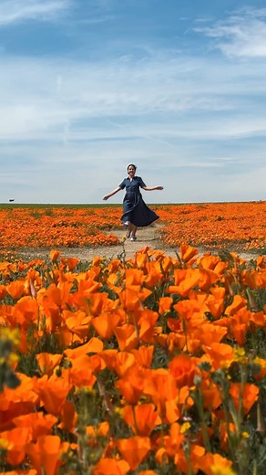 California poppy superbloom 🧡 ￼￼4/12/2023 Please stay on trails and don’t pick up the flowers 🫶 📍Lancaster Rd, east to Antelope Valley Reserve. The reserve already has a lot of flowers too, but the hills there don’t loom as vibrant yet. That’s why we decided to take pictures on this small trail along the road instead. Other beautiful places to see wildflowers: Carrizo Plain National Monument, Diamond Valley Lake and many others 🧡 🎥 Video of me by @journeywithlina Have you already seen 2023 