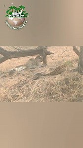 23K views · 253 reactions | Male And Female ll #nature #leopard #discovery #naturalnaturehdtv | Natural Nature HDTv | Facebook