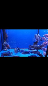 A 🆕️ Large Consigment of Malawi Fish Just arrived at Tropical Aquatics 🔥 Our Malawi Racks are Full with beutiful Colours 🐟 Today we are open till 19:00 | Tropical Aquatics