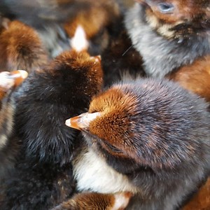 Beautiful black laced red wyandottes. https://www.cacklehatchery.com/black-laced-red-wyandottes.html | Cackle Hatchery