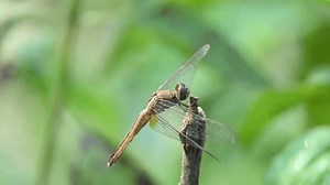 libellule de Pantala flavescens. Ses autres : vidéo de stock (100 % libre de droit) 3672864267 | Shutterstock