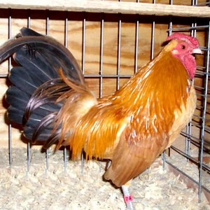 Nankin bantam - Alchetron, The Free Social Encyclopedia