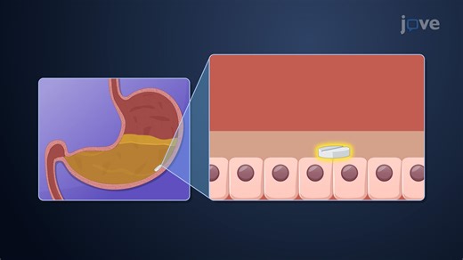Vídeo: Melhoria da biodisponibilidade: melhoria da estabilidade do medicamento e retenção gastrointestinal