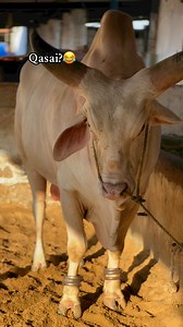 70K views · 248 reactions |  | Cattle Display | Facebook