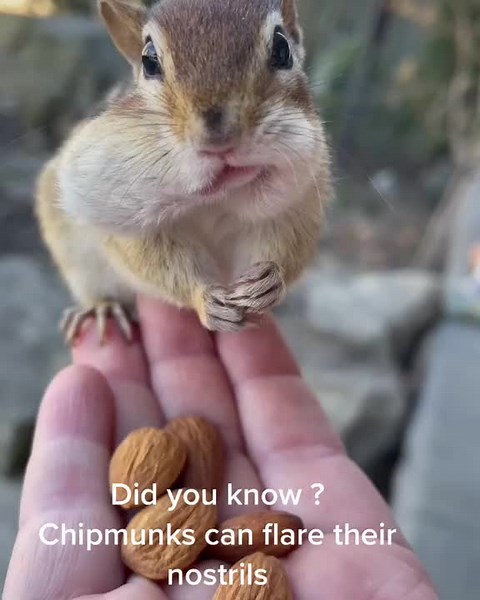 Fun Fact: Chipmunks ‘close’ their nose so when they are digging around...