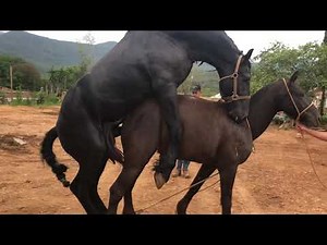Apareando yeguas, yeguas en celo, reproducción en caballos, animales en apareamiento
