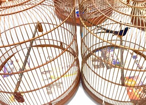 AP1144 Mantis, take out to see if he has achieved his form already not 🙈 i think he should have completed his molt 🤔 Conclusion is…….. 😪😪😪 hahaha ! | Alan Pang Shama page Singapore