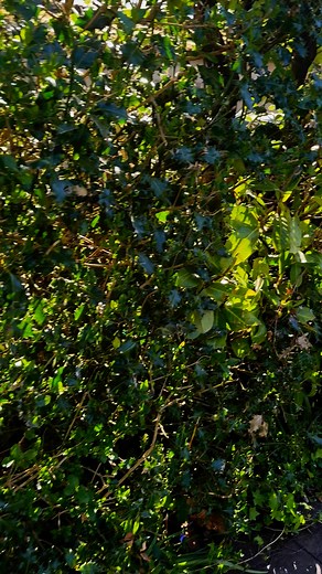 Happy kitty in the morning #happyday #tiger #beautifulcats #happyday #catlovers #hotday | Angel Good