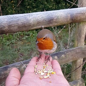 When A Robin Red Breast Constantly Visits You Or Crosses Your Path; A Loved One In Heaven Is Trying To Say 'Hello! I'm With You!' ❤ #riotherobin  | The Robin Whisperer | Facebook