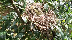 1.6M views · 5K reactions | kasihan sekali Anakan burung ini di mangsa burung elang | Dunia Burung | Facebook