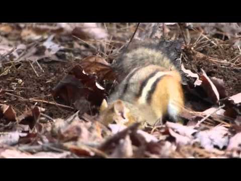 Chipmunk digging hole
