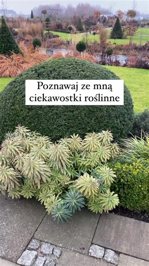 Ciekawostka na dzisiaj: Euphorbia 'Ascot Rainbow', która w niesamowity sposób ożywia moją rabatę przy szklarni. Jesteś gotowa/y razem ze mną zgłębiać magię niezwykłych roślin i inspirujących krajobrazów? Czekają na Ciebie niezapomniane przygody botaniczne! 🌈🌿 Zostaw komentarz "TAK" lub podziel się swoimi doświadczeniami w uprawie tej rośliny. Euphorbia x martinii 'Ascot Rainbow' (wilczomlecz) jest mieszańcem międzygatunkowym (E. amygdaloides x E. characias). Wyróżnia się swoją wyjątkową urodą 