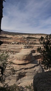 1.6K views · 13 reactions | Look at that old twisted tree, would love to make something out of that! The view isn’t bad either  #utah #bridgesnationalpark #takeahike #getoutside #TwistedWood | Couple Berry Farms | Facebook