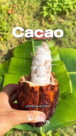 5.3K views · 188 reactions | ¡Cultiva cacao en tu huerto urbano!  Descubre cómo tener tus propias plantas de cacao en casa y sigue el proceso desde la semilla hasta el chocolate. Convierte tu espacio en un Edén de sabores exquisitos y aprende sobre este fascinante cultivo tropical. ¡Empieza tu viaje con el cacao hoy mismo! #Huerto #HuertoEnCasa #Jardinería #Cacao #ElEdenAU | Edén Agricultura Urbana | Facebook