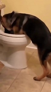 Drama 😍😍 | All About German Shepherds