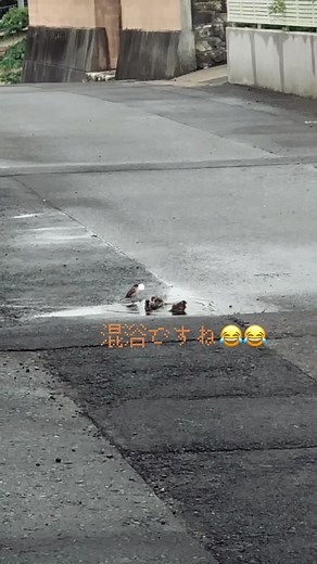 盗撮シリーズ😂第３弾混浴？😱#温泉 #盗撮すみません #混浴温泉 #チュン太郎 #すずめ #雨上がり