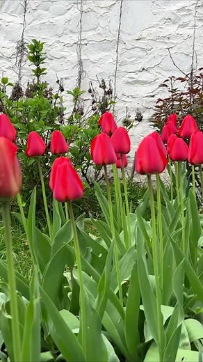 1.8K views · 19 reactions | Granny who makes the best pizza in our village Village life #chef #blacksea #bonito #food #foodie #foodpics #foodporn #foodielife #foodlovers #foodblogger #cookies #cookery #cooking #cookingtime #cookingvideo #cookingathome #cookingschool #recipes #recipe #recipeblog #recipeidea #recipeideas #recipeshare #recipevideo #recipesharing #recipeoftheday | Outdoor Cooking | Facebook