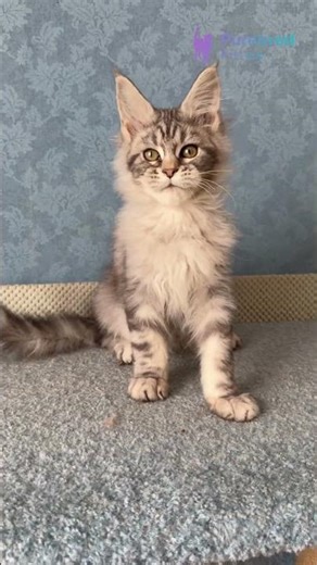 Meet Melani: The Stunning Maine Coon Black Smoke Tabby with Bright Orange Eyes 🖤🧡 #MaineCoon
