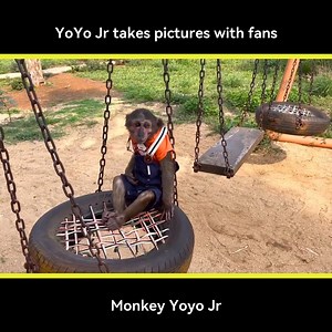 10K views · 765 reactions | YoYo Jr takes pictures with fans #monkey #monkeyyoyo | Monkey YoYo Jr | Facebook