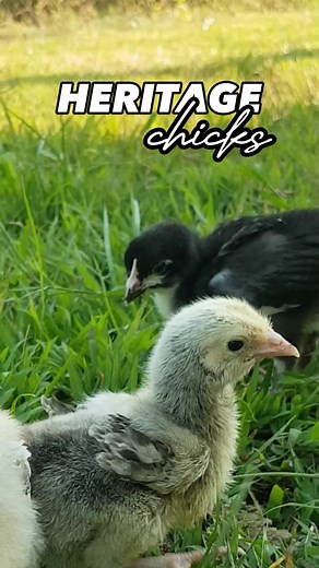 13 reactions · 3 comments | Heritage Chicks #fbreels #reels #HeritageChicken #chicks #chickenfarming #chicken #backyardfarming #reelsviral #TeamHilas | Ean's vlog and family | Facebook