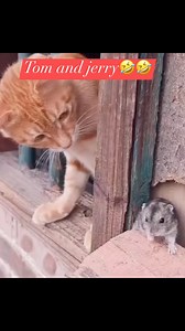 #trendingnow #trending #viralreelsシ #bestfriends #bestfriendsforever #tomandjerry #funnyvideo #friends #cute #petsofinstagram #pets | Arnold Mangaring Chef Arnold