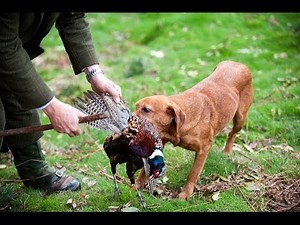 Pheasant Shooting in the North Yorkshire Dales