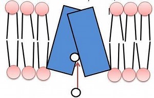 Vesicular monoamine transporter - Alchetron, the free social encyclopedia