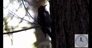 Red breasted sapsucker in burns bog forest - October 2023 - full video on my YouTube link in my bio - https://youtu.be/t5idsGrQ9lA?si=nLYRXMLTJcxHiewb | Pacificnorthwestkate