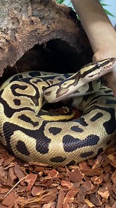 18 reactions | Leopard Fire Male Royal Python smashing his food as well  | Trimar Reptiles | Facebook