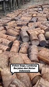 Pohon Sagu di Hutan Indonesia: Tepung Sagu Tradisional