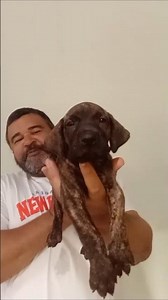 Brazilian Mastiff puppy TAURUS belonging to our friend João Luis #dog #pets
