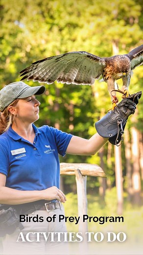 Calling all nature enthusiasts! 🦅✨ Immerse yourself in an exhilarating experience at Callaway Resort & Gardens’ Birds of Prey program in the Discovery Amphitheater. Witness the incredible strength, speed, and natural instincts of these magnificent creatures as they soar through daily flighted programs. Get an up-close look ‘on the glove’ as several birds captivate you with their aerial displays. 🕊️ Our raptor experts will share insights on how our actions impact these majestic beings. Join us 