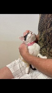 Kitten Love ❤️ Delia is the cutest calico girl and sooo sweet. Meet Chicken Nugget with the prettiest black fur! She is a curious and playful kitty! Both are ready to find their furrever families this week at Petland! | Floyd Felines And Friends