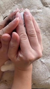 1.6M views · 35K reactions | How many times did you watch this?  #shihtzu #dog #petcare #toocute #puppies #love #cute #puppy #shihtzus | Ma Lor | Facebook