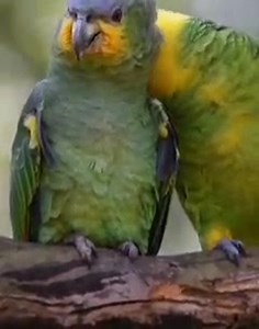 147 reactions · 18 shares | Le perroquet amazone, un oiseau attachant...
