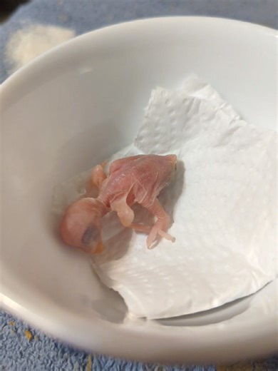 1.8K views · 36 reactions | Welcome to the world, little Ringneck. This guy's mother is still really young and didn't know what to do when her first babies hatched. She sits tight and incubates the eggs well but she never fed the first baby so I brought the other eggs in to the incubator. There are two more eggs to go. Also, message me if you have been waiting on a Conure. I'll have green cheeked conures in the nursery again soon. | Daybird Aviaries | Facebook